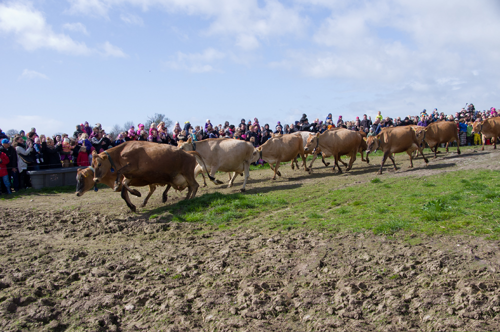 IMGP3438.jpg - De første køer dukker op.