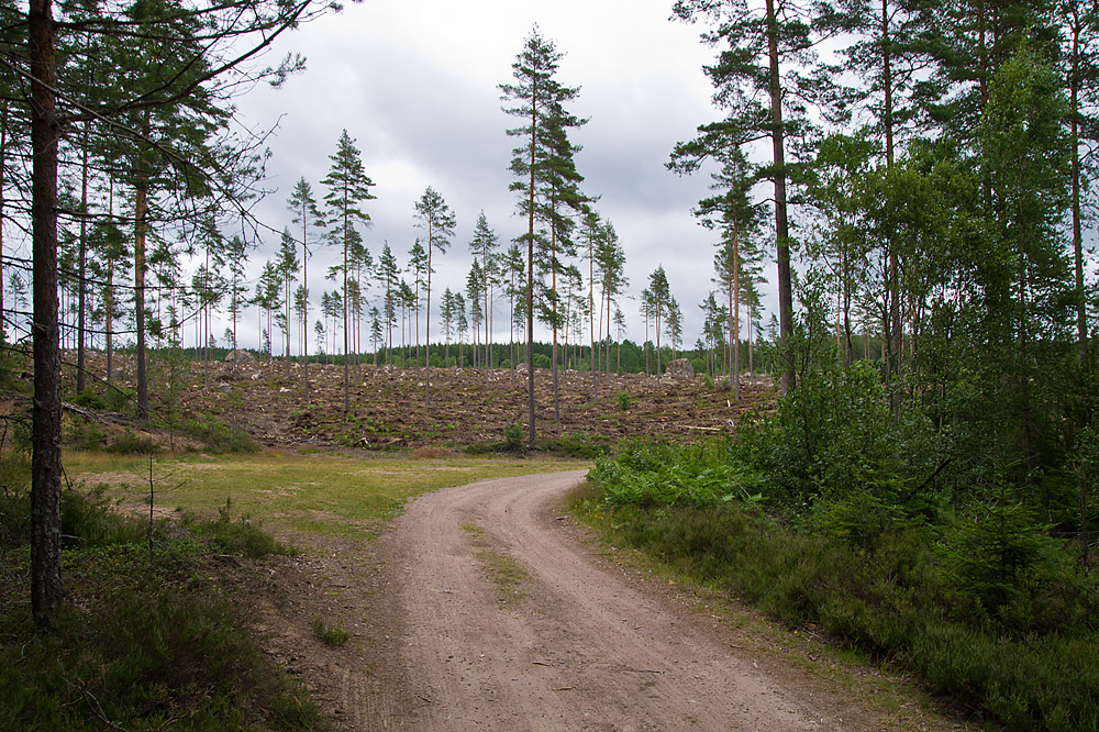 IMGP4787.jpg - Vejen fra Holmsjö