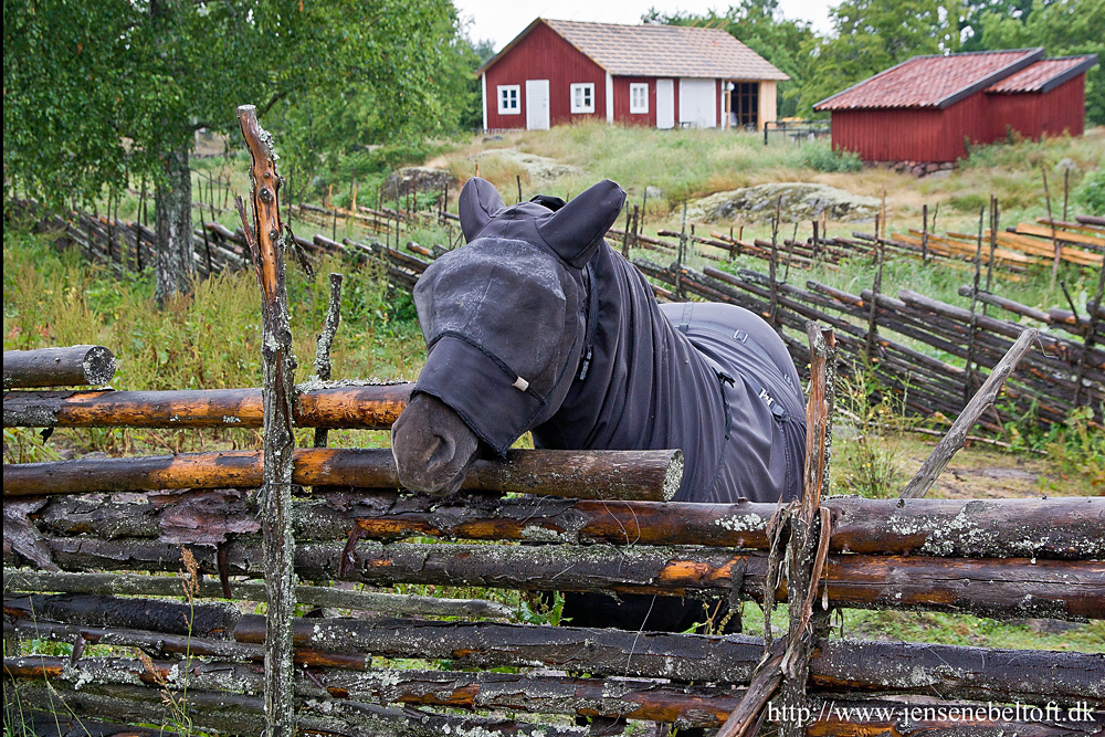 IMGP0770.jpg - I Stensjö traf vi ninja-hesten, som Anders kaldte den.