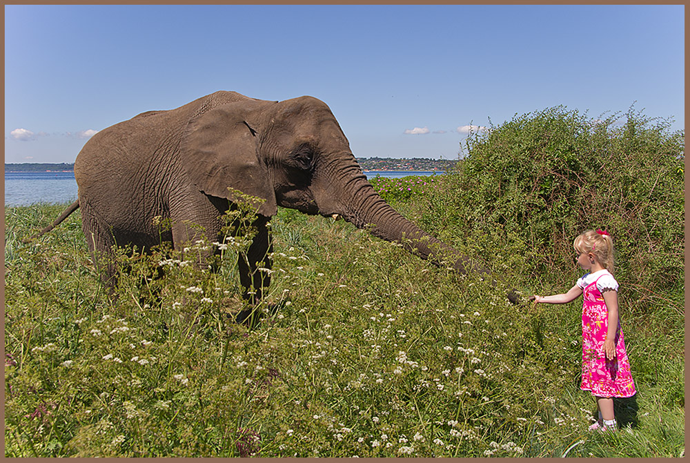 IMGP3199.jpg - UGE 22 : Cirkus Dannebrogs elefant ville godt hilse.