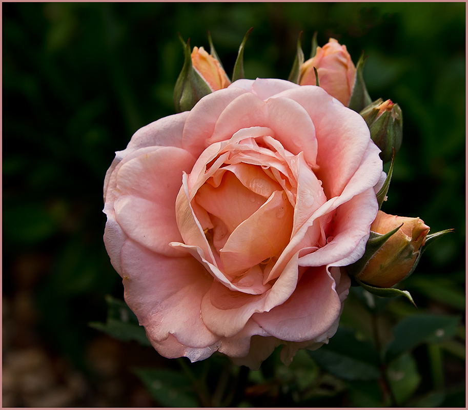 IMGP3823.jpg - UGE 24 : Rose fra haven.