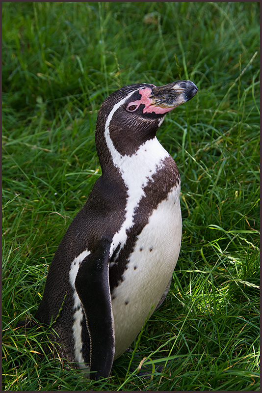 IMGP5028.jpg - UGE 29 : Pingvin, Jylland Park Zoo, Haunstrup.