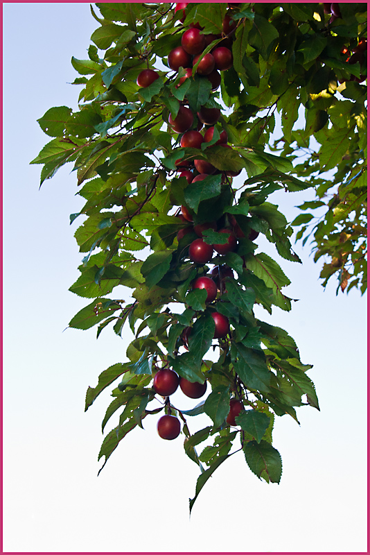 IMGP5858.jpg - UGE 31 : Der skulle være chance for lidt bær i år.
