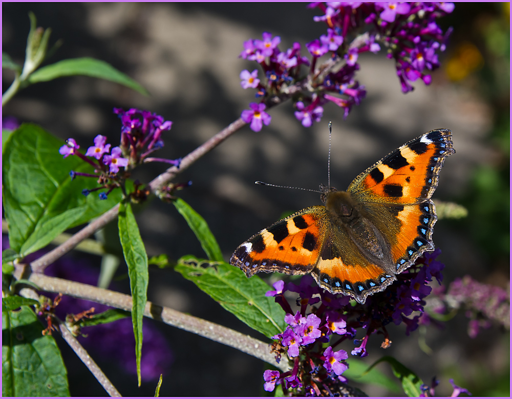 IMGP5883.jpg - UGE 31 : Sommerfugl.