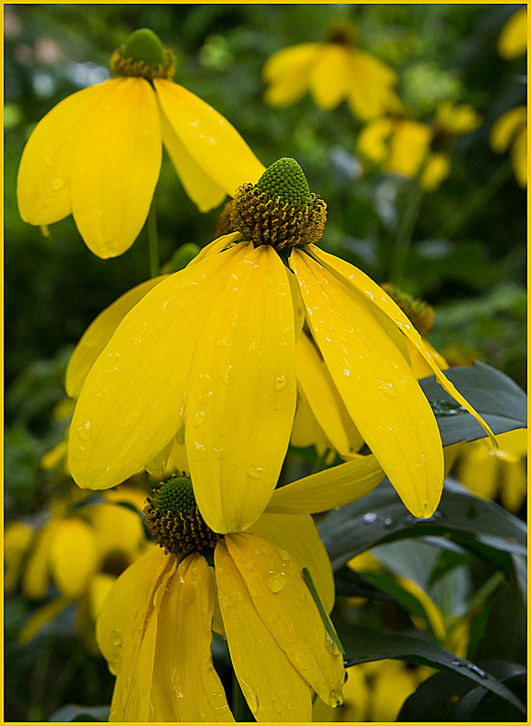 IMGP6217.jpg - UGE 34 : Blomst efter regn.