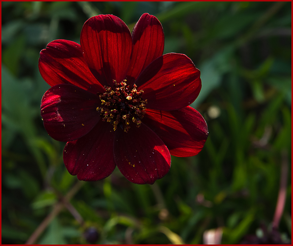 IMGP6282.jpg - UGE 35 : Chokoladeblomst.