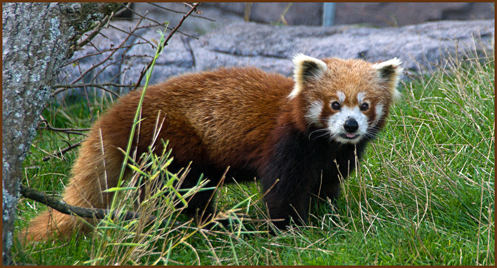 IMGP8702.jpg - UGE 38 : Rød panda i Ree Park.