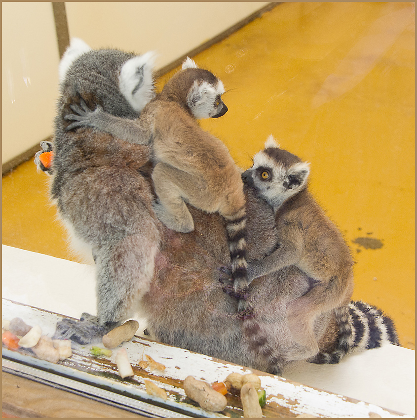 IMGP0031.jpg - UGE 16 : Katta lemuren i Ree Park har unger nu :-)