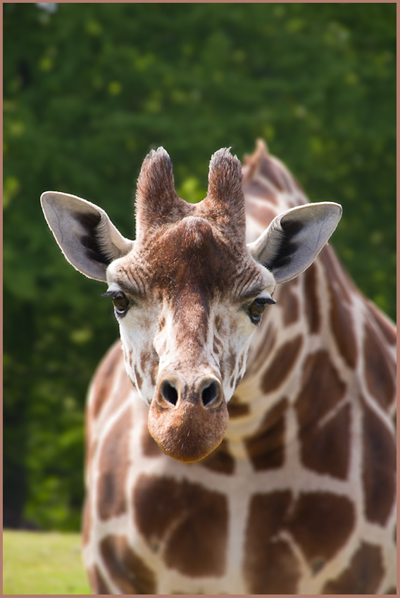IMGP0875.jpg - UGE 20 : Davs do... Giraf fra Ree Park.