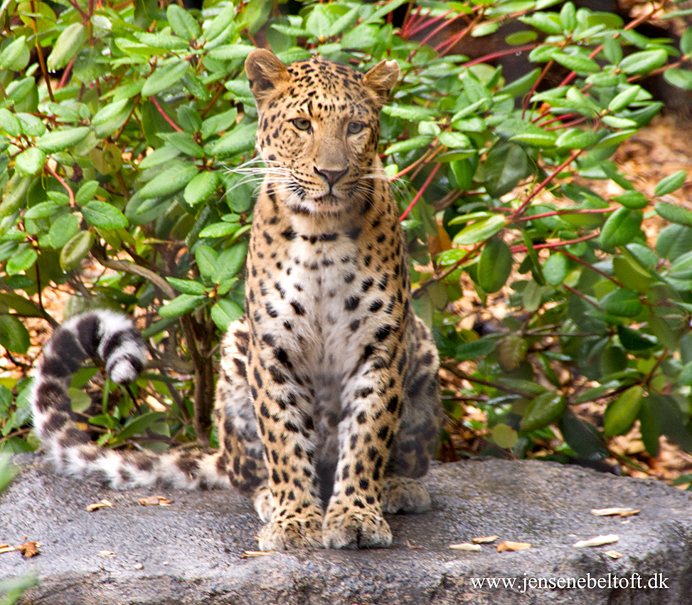 IMGP3407.jpg - UGE 30: Nordkinesisk leopard. Ree Park.
