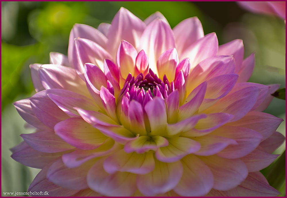 IMGP3603.jpg - UGE 31: Blomst fra haven.