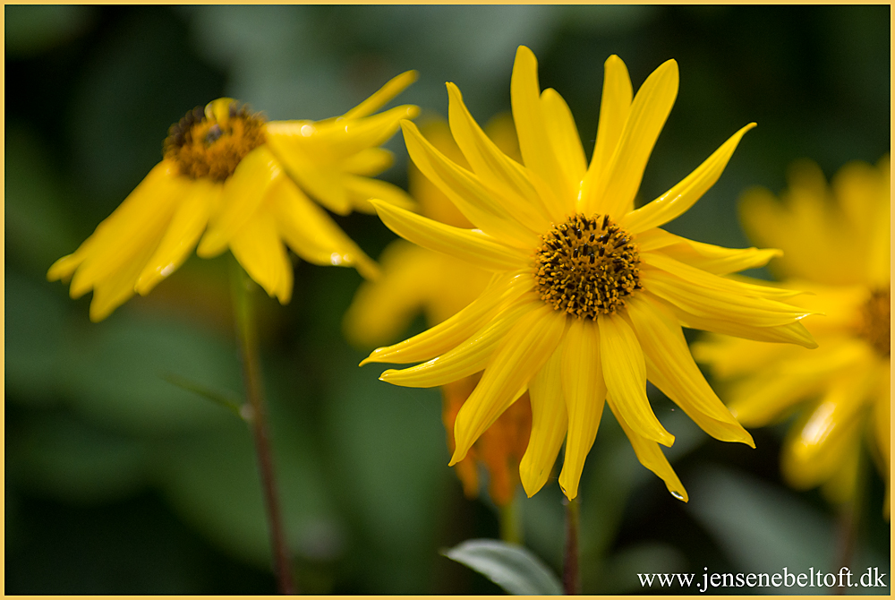 IMGP4076.jpg - UGE 34: Den gule blomst.