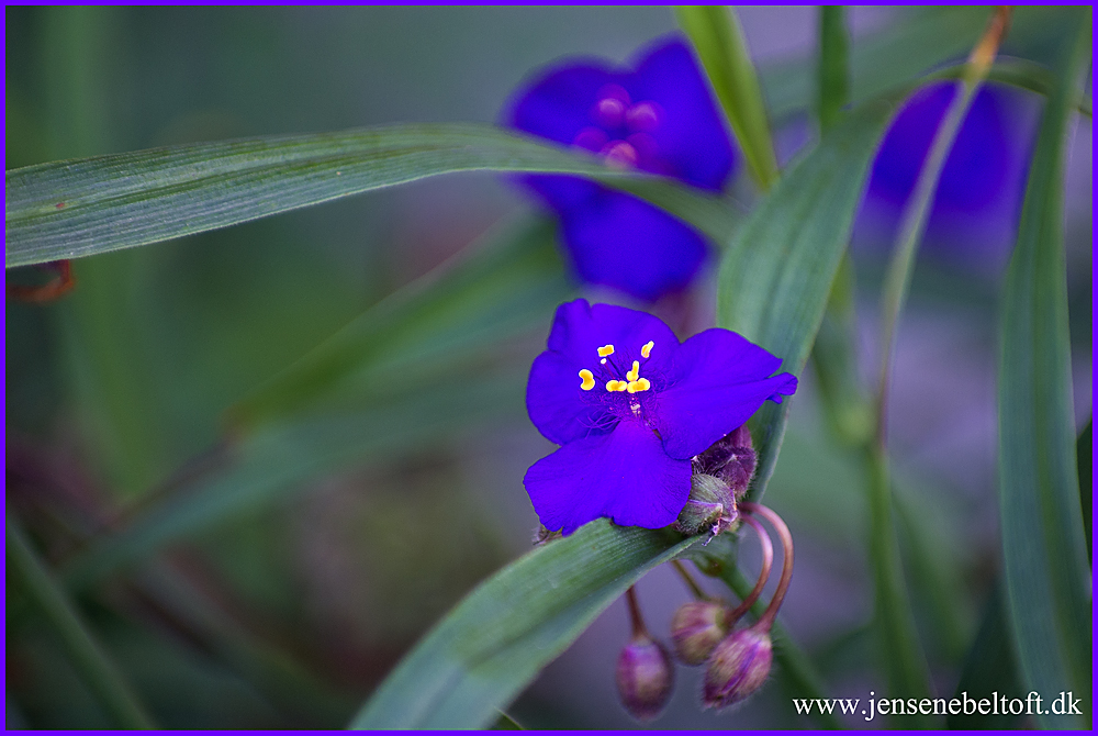 IMGP4080.jpg - UGE 35: Blomst fra haven.