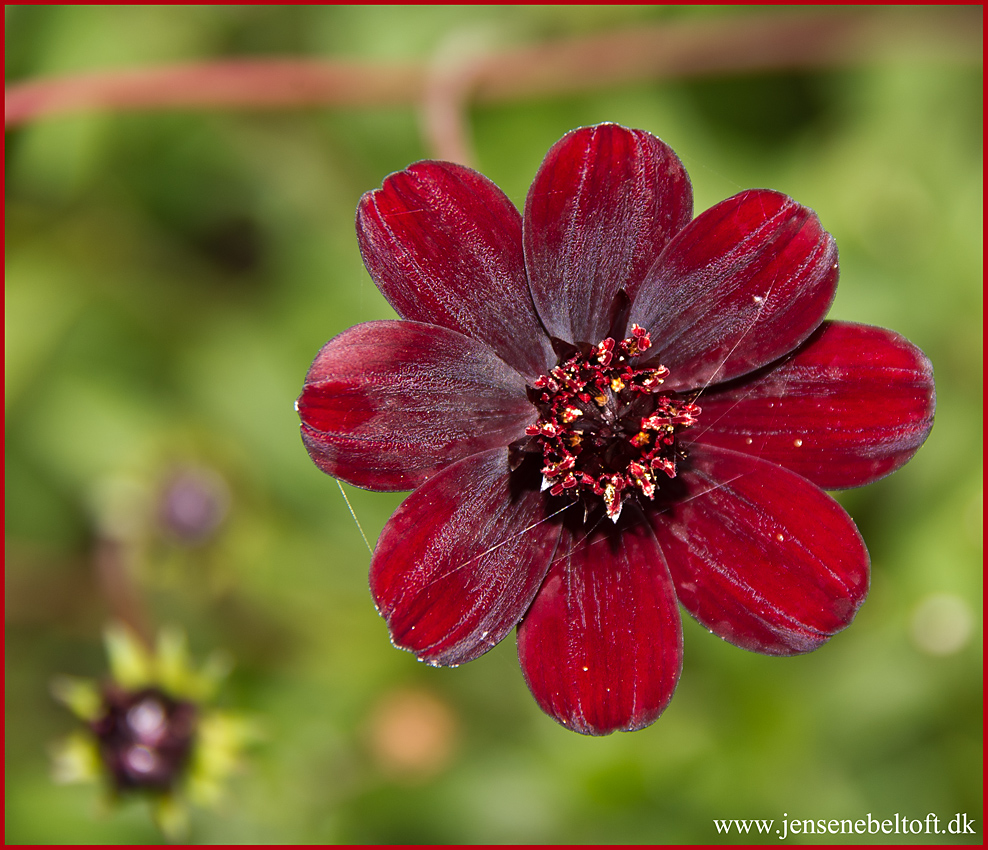 IMGP4397.jpg - UGE 37 : Chokoladeblomst.