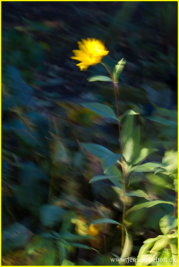 IMGP4674.jpg - UGE 41 : På benene igen, blæsten ruskede godt i blomsterne i haven.
