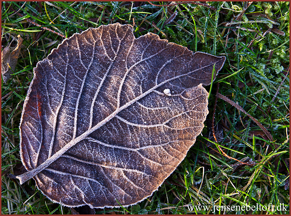 IMGP6046.jpg - UGE 52 : Blad med frost.