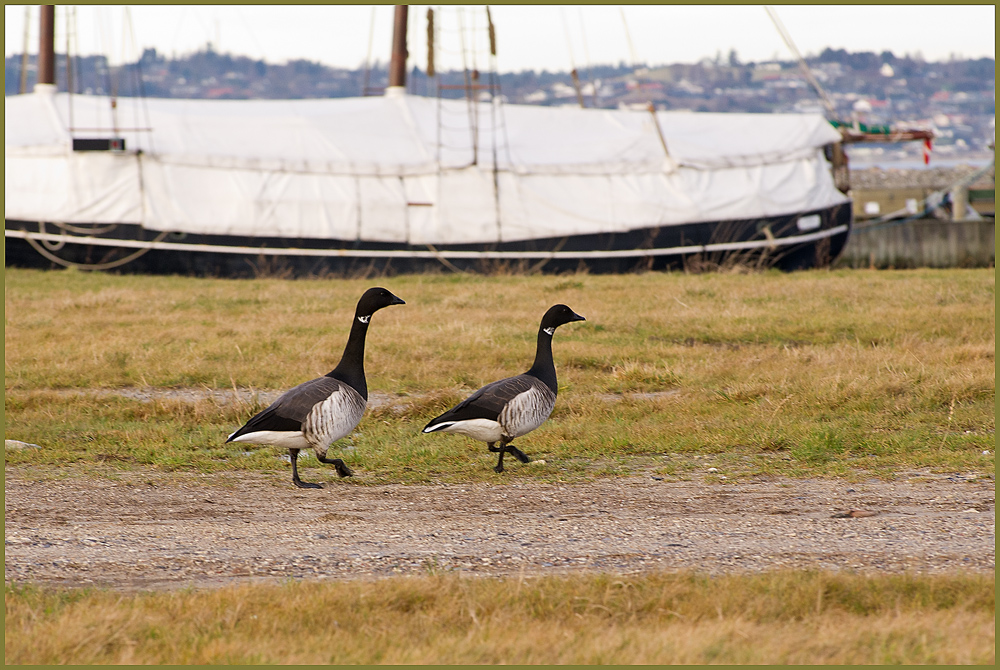 IMGP8522.jpg - UGE 2 : Canadagæs på "Fregat-halvøen".