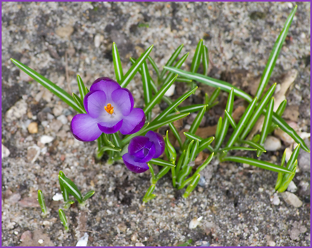 IMGP9709.jpg - UGE 10 : Mere forår, Krokus.