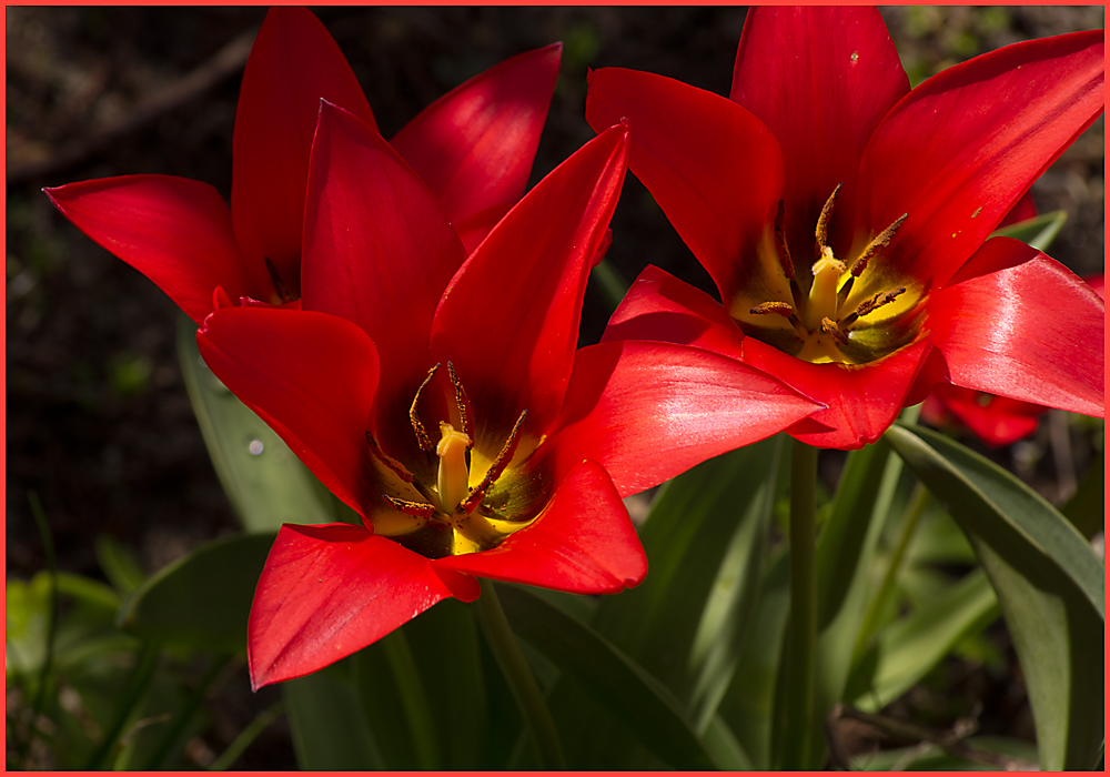 IMGP9954.jpg - UGE 15 : Tulipan fra haven.