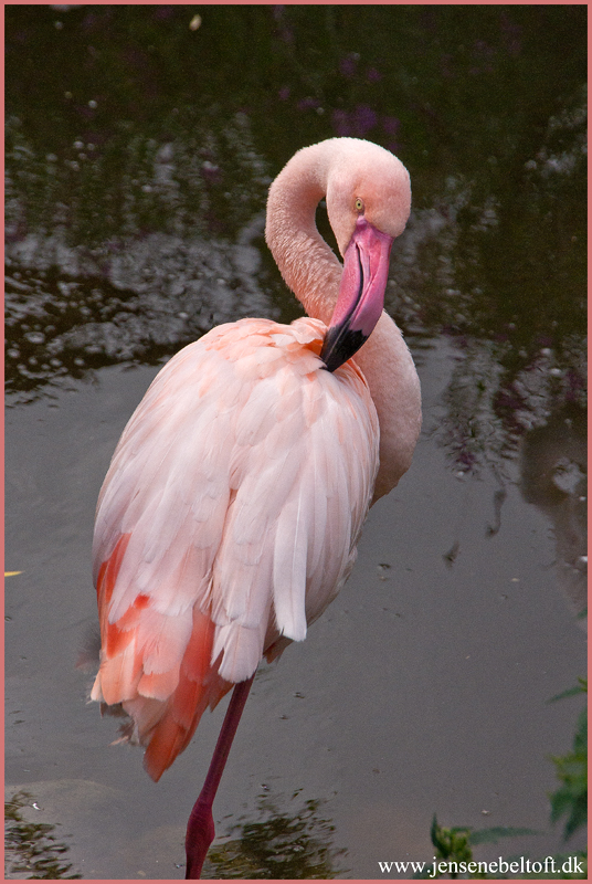 IMGP0254.jpg - UGE 33 : Flamingo, Ree Park.