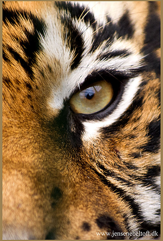 IMGP0681.jpg - UGE 38 : Tigerens øje, Ree Park.