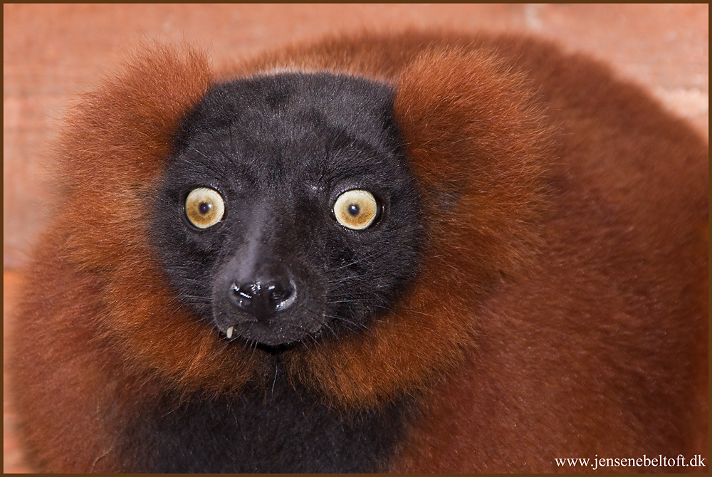 IMGP1441.jpg - UGE 42 : Sidste dag i Ree Park, Rød vari lemur.