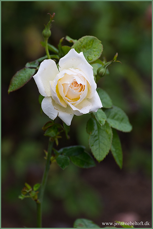 IMGP1500.jpg - UGE 43 : Rose i haven.