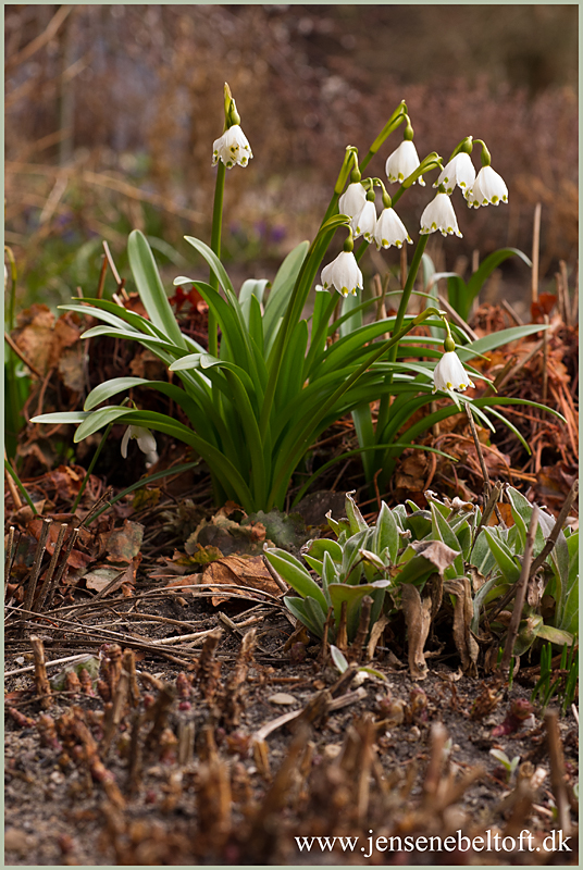 IMGP7075.jpg - UGE 15 : Dorothealiljerne blomstrer igen.