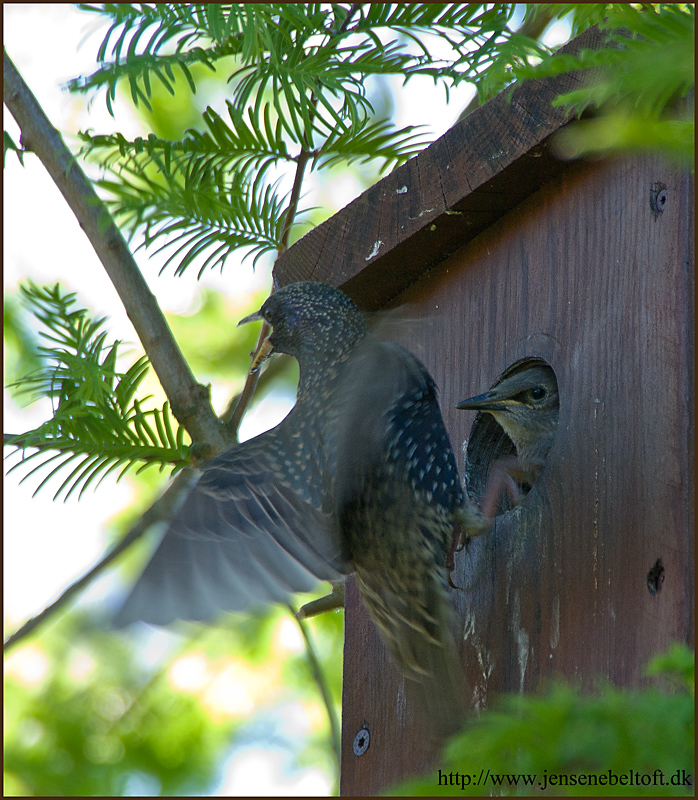 IMGP9162.jpg - UGE 23 : Så er ungerne vist snart flyvefærdige.