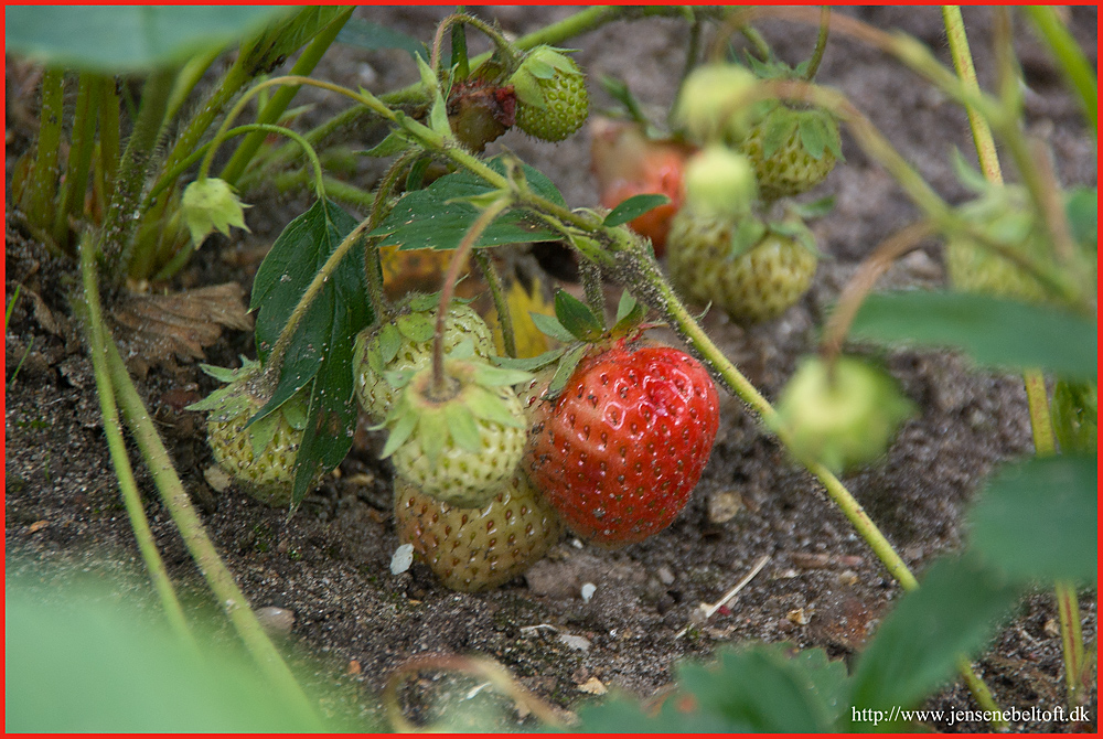 IMGP9327.jpg - UGE 24 : Så er der snart jordbær.