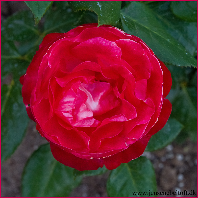 IMGP9934.jpg - UGE 31 : Rose i haven.